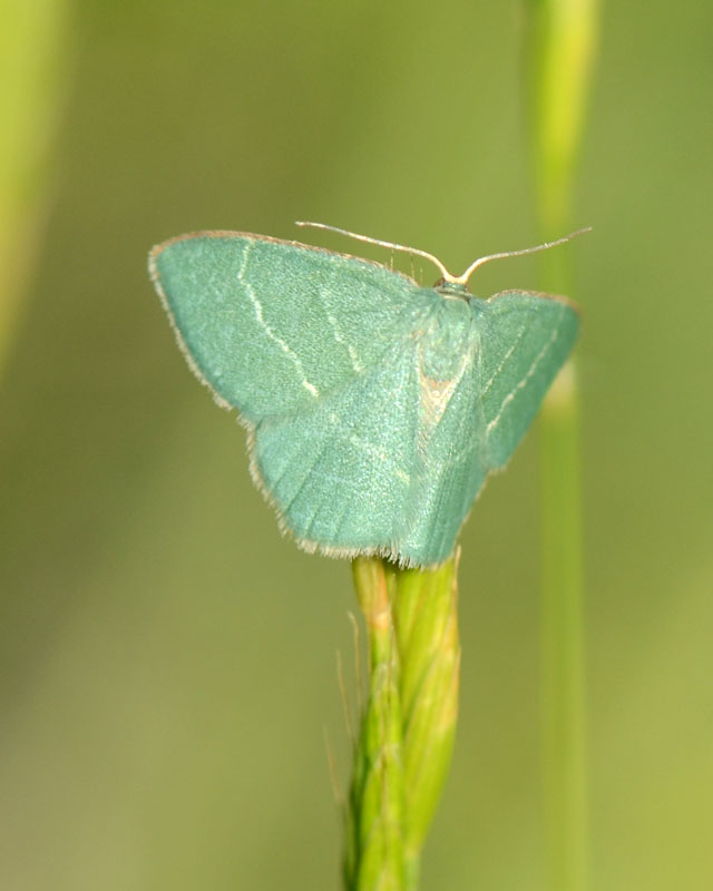 Geometridae verde